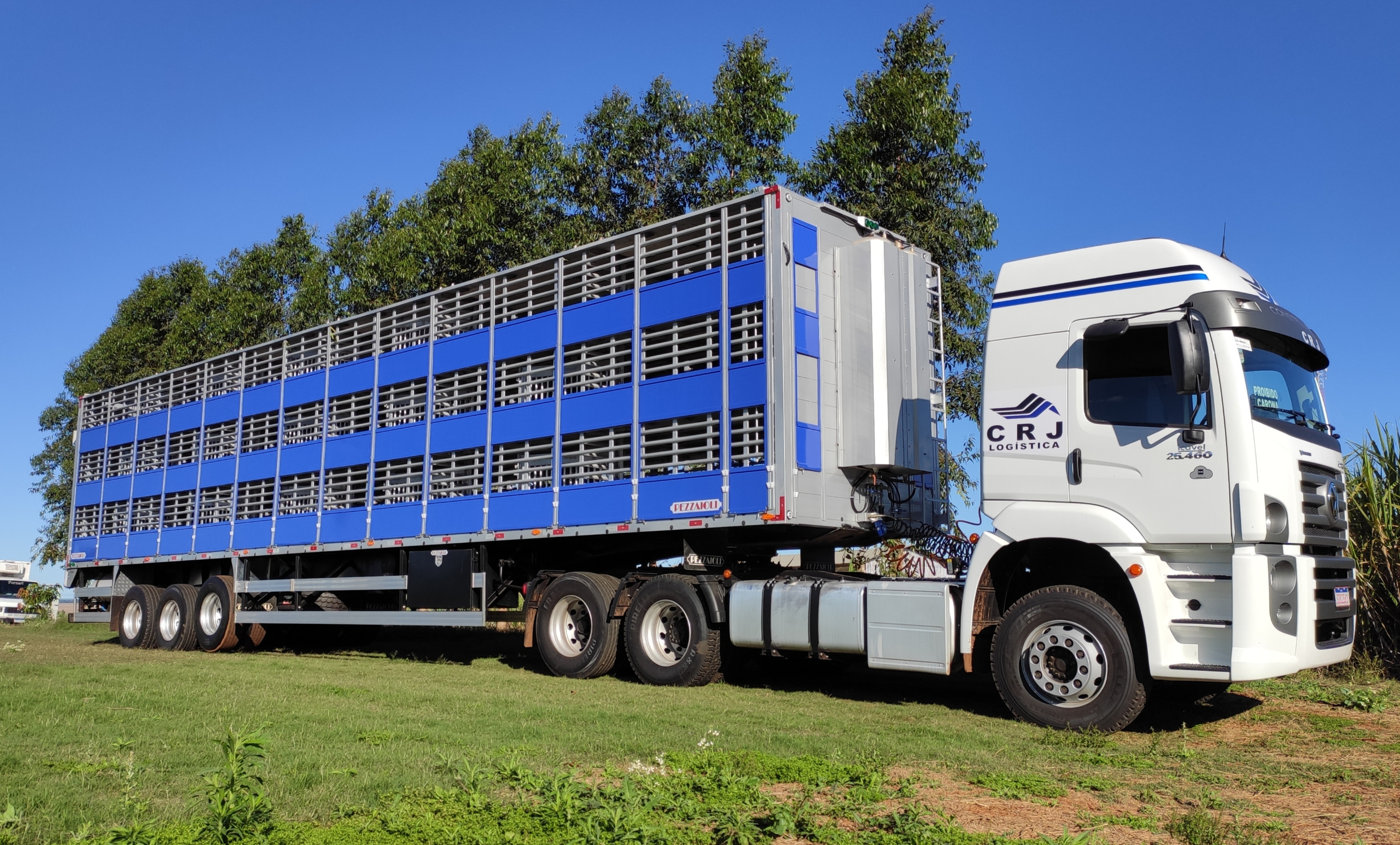 transporte de suínos